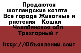 Продаются шотландские котята - Все города Животные и растения » Кошки   . Челябинская обл.,Трехгорный г.